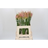 Nerine Vesta K