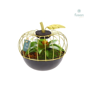 Metaal appel goudzwart Small met Bromelia