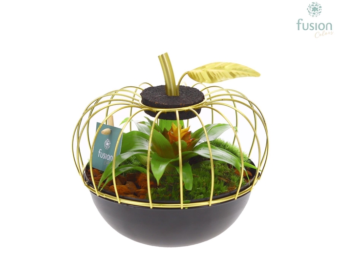 <h4>Metaal appel goudzwart Small met Bromelia</h4>