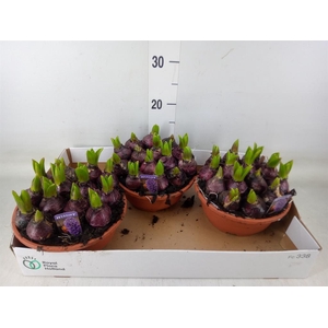 Hyacinthus orie. 'Pearl Blue'