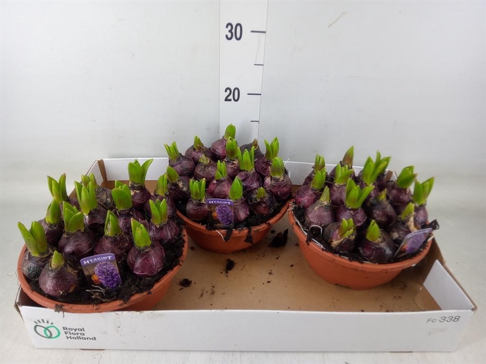 <h4>Hyacinthus orie. 'Pearl Blue'</h4>