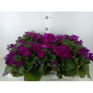 Pericallis cr. 'Mandala Magenta'