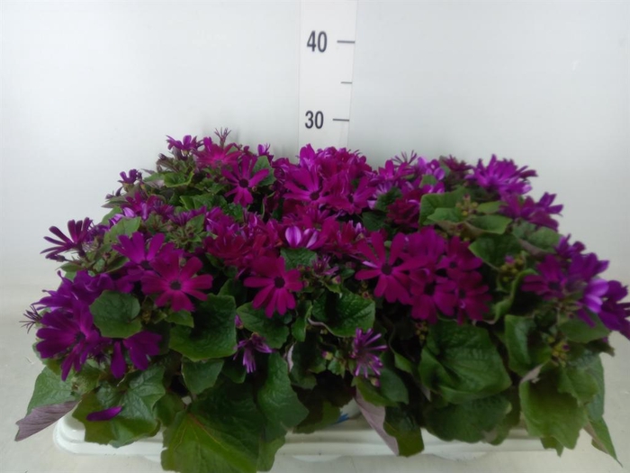 <h4>Pericallis cr. 'Mandala Magenta'</h4>