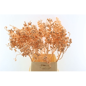 Euca Torriliana Salmon P Stem