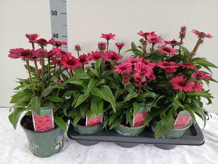 <h4>ECHINA  SUNSEEK RED</h4>