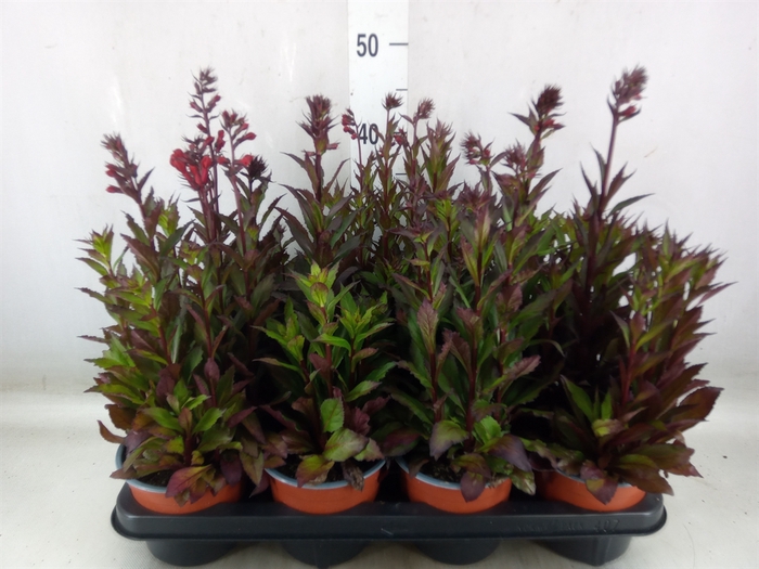 <h4>Lobelia erin.   ...</h4>