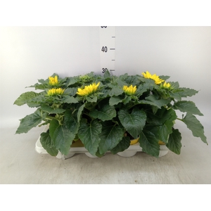 Helianthus an. 'Sunsation'