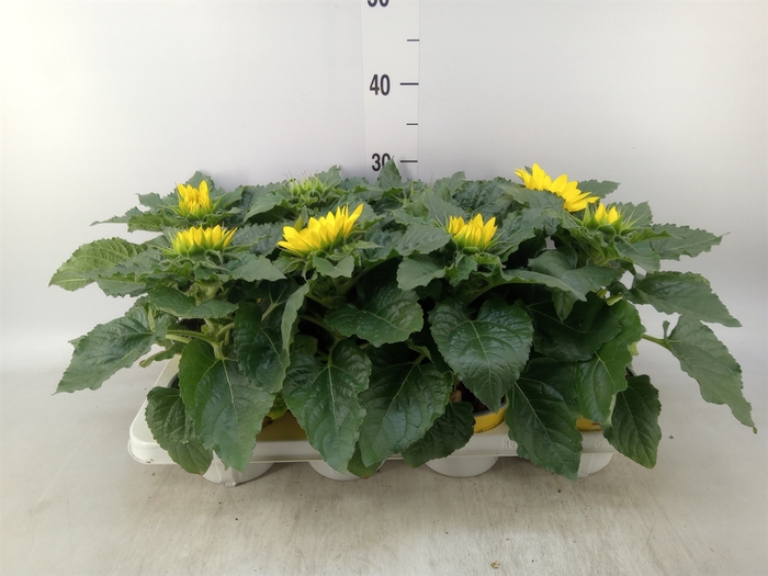 <h4>Helianthus an. 'Sunsation'</h4>
