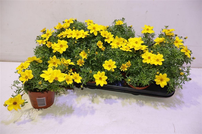 <h4>arr8 Bid Eldoro</h4>