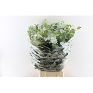 Euca Cinerea Heavy 5 Stems Selected