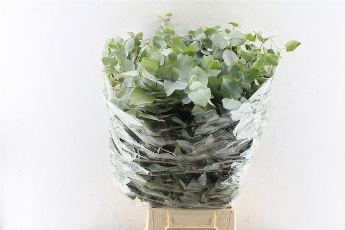 <h4>Euca Cinerea Heavy 5 Stems Selected</h4>