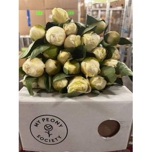 Paeonia bridal shower