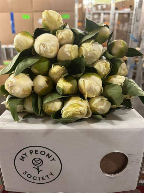 <h4>Paeonia bridal shower</h4>