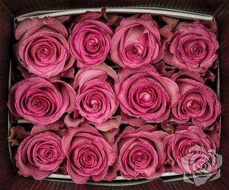 <h4>R Gr Sweet Unique</h4>