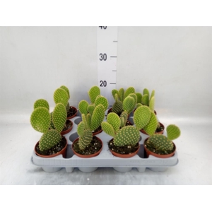 Opuntia microdasys var. pallida