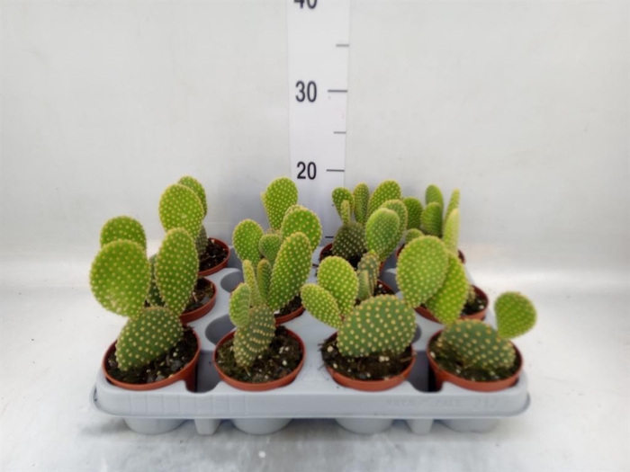 <h4>Opuntia microdasys var. pallida</h4>