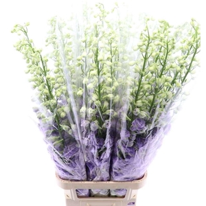 Delphinium Lavender Love