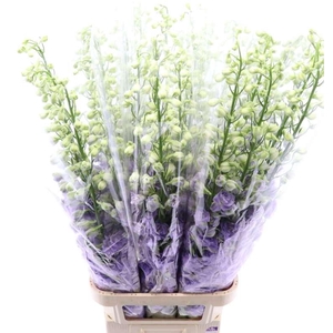 Delphinium Lavender Love