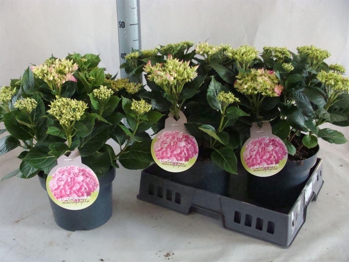 <h4>Hydrangea mac.   ...</h4>