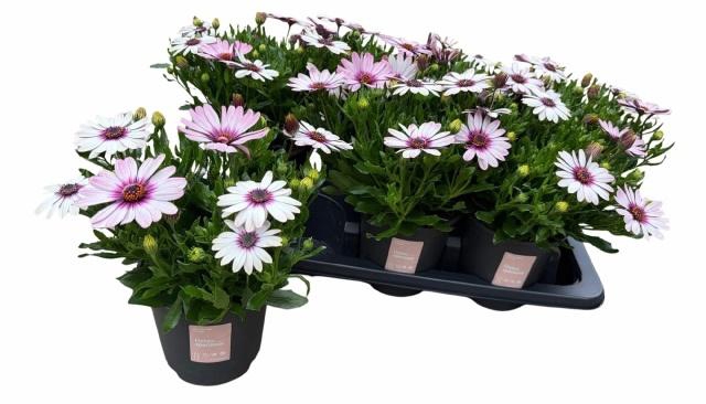 <h4>OSTEO SENORI QUINTY</h4>