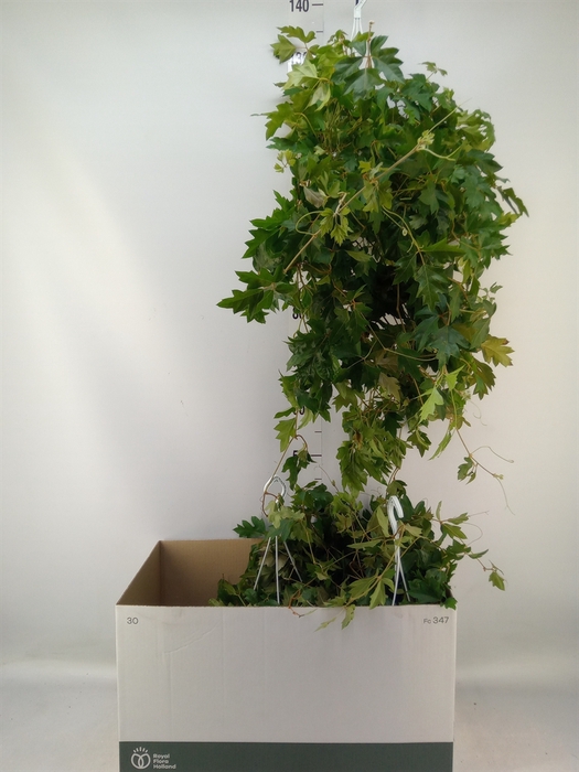 <h4>Cissus rhombifolia 'Ellen Danica'</h4>