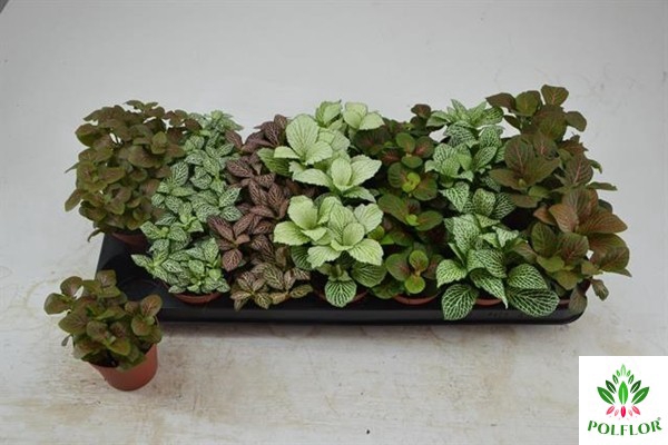 Fittonia mix 8,5Ø 12cm