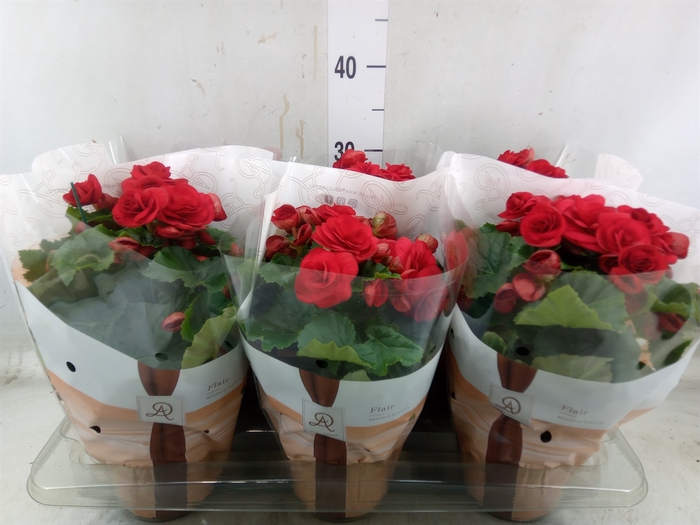 <h4>Begonia elat. DU 'Baladin'</h4>