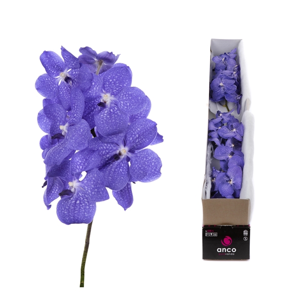 <h4>Vanda Nitaya Light New Blue X4</h4>