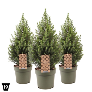 Picea glauca Magnifique