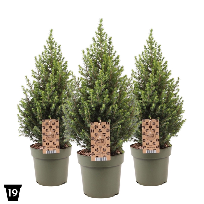 <h4>Picea glauca Magnifique</h4>