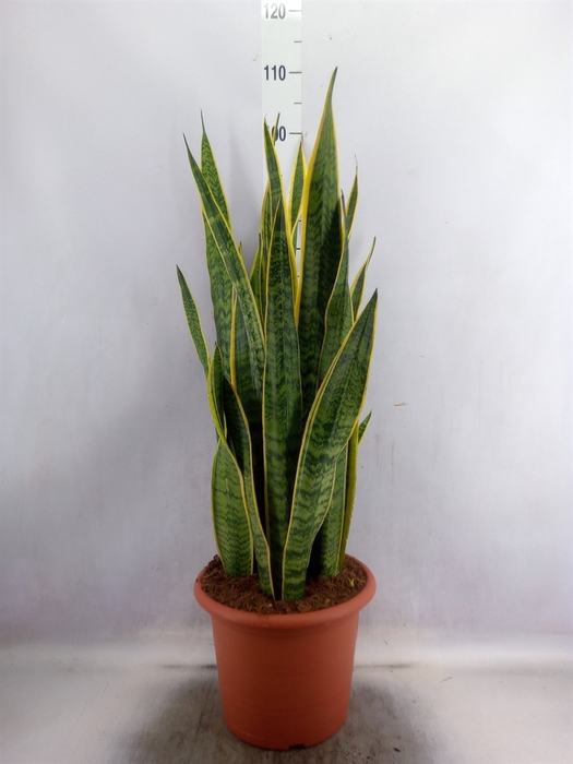 Sansevieria trifa. 'Laurentii'