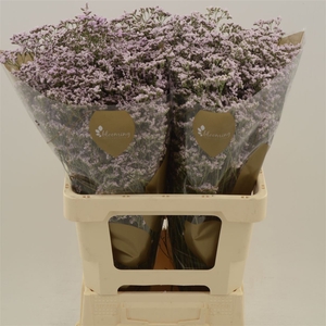 Limonium Safora Oshi Pink