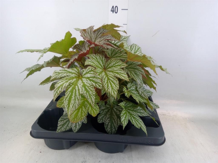 <h4>Begonia BD   ...</h4>