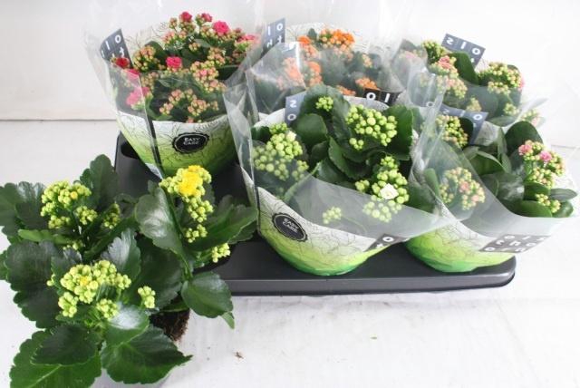 <h4>KAL GE GEM 5 KL</h4>