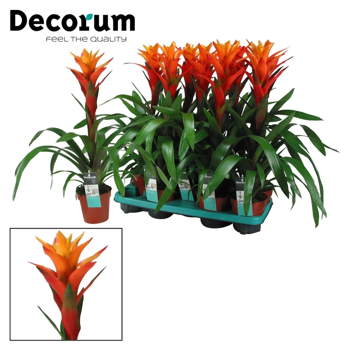 <h4>Guzmania  'Variada'</h4>