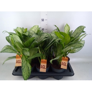 Aglaonema  'Maria Christina'