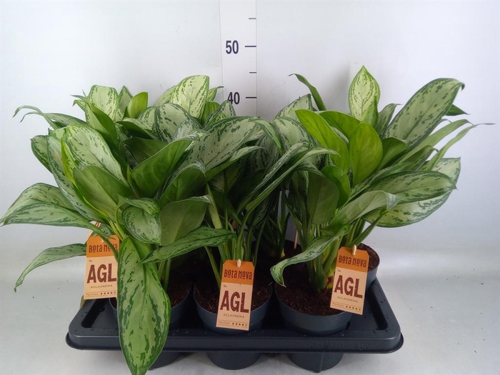 <h4>Aglaonema  'Maria Christina'</h4>