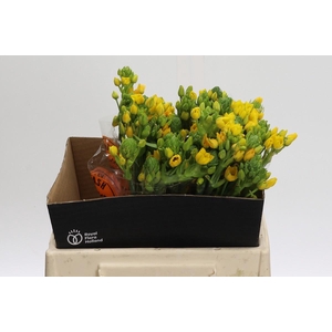 Ornithogalum Dubium Yellow Asa