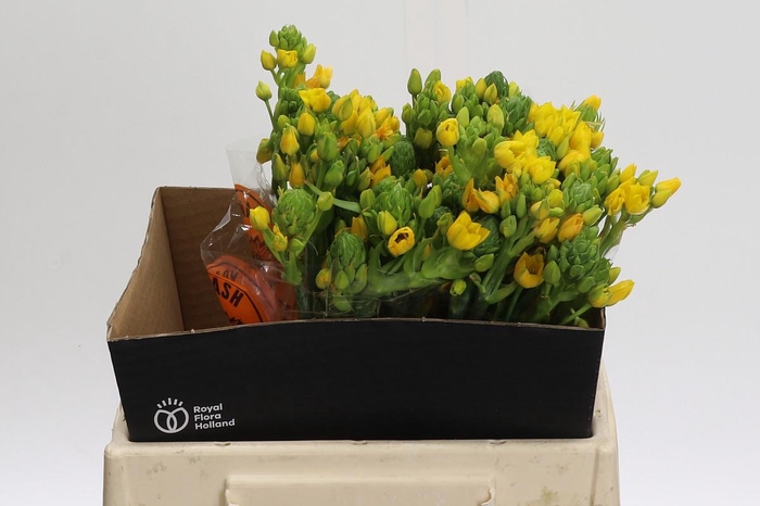 <h4>Ornithogalum Dubium Yellow Asa</h4>