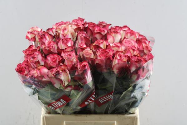 <h4>R Gr Paloma L40</h4>