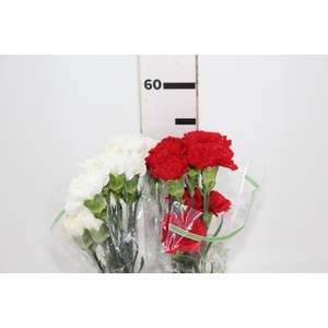 CRAVO 2 CORES B/V 060 CM