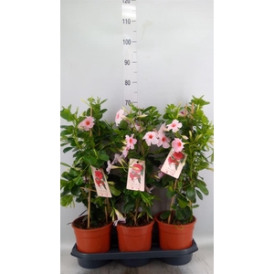 Mandevilla am. 'Sundav Early Cream'