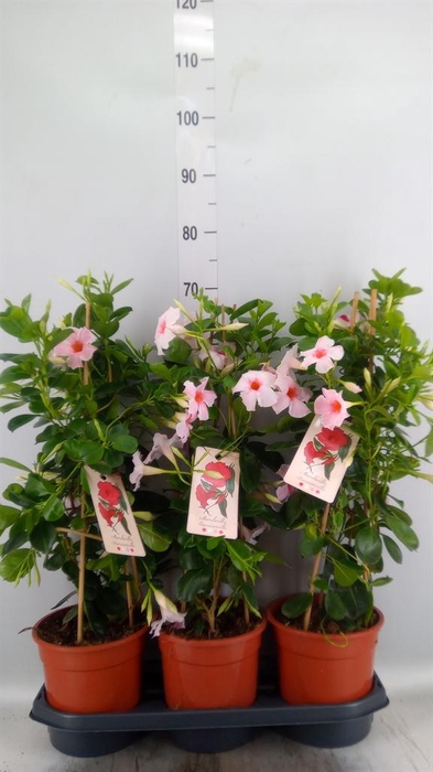 <h4>Mandevilla am. 'Sundav Early Cream'</h4>