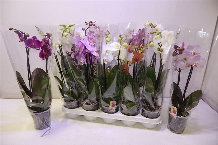 <h4>arr8 Phal Gem</h4>