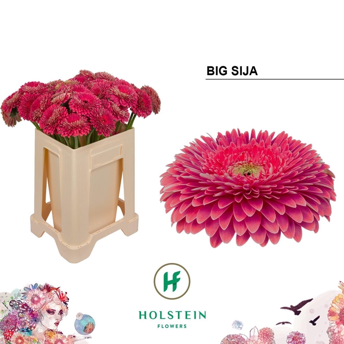 <h4>GE GB GERP BIG SIJA</h4>