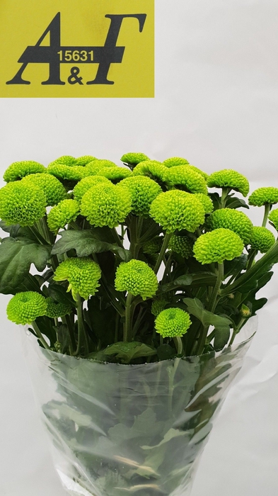 <h4>Chrys sp feeling green dark</h4>