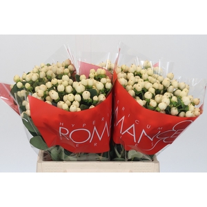 Hypericum Cool Romance