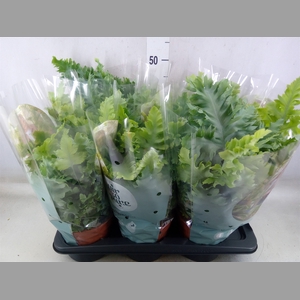 Phlebodium aureum 'Davana'