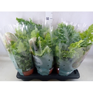 Phlebodium aureum 'Davana'