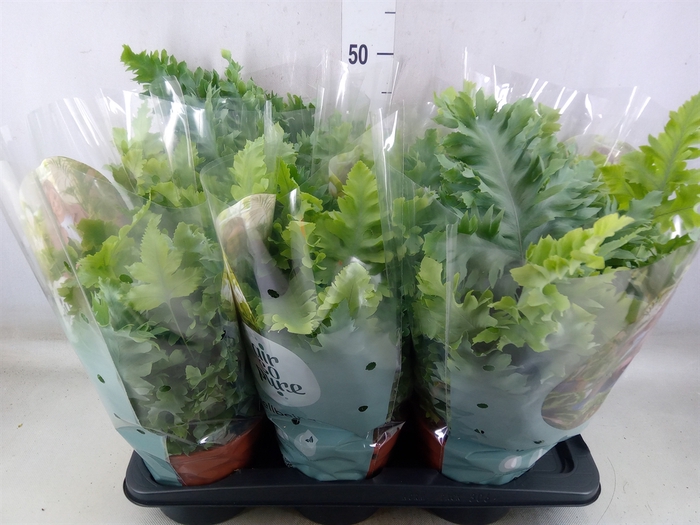 <h4>Phlebodium aureum 'Davana'</h4>